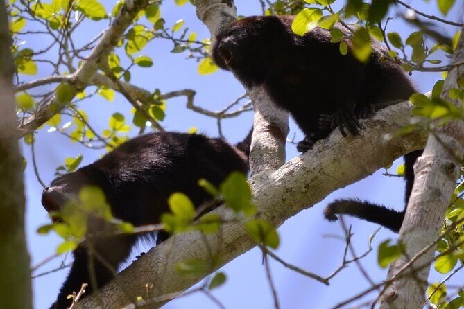 Calakmul Ancient Maya City Tour From Xpujil - A Detailed Look at the Calakmul Tour Experience