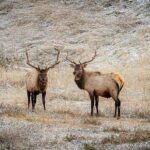 Calgary: Columbia Icefield Adventure, Skywalk and Peyto Lake Tour - Transportation and Group Size: What You Should Know