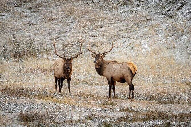 Calgary: Columbia Icefield Adventure, Skywalk and Peyto Lake Tour - Transportation and Group Size: What You Should Know