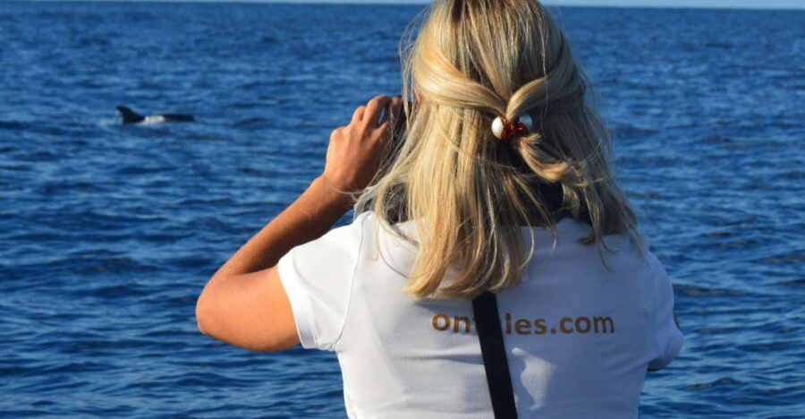 Calheta: Whale & dolphin watching small groups designer tour - A Close-Up Look at the Madeira Whale & Dolphin Tour