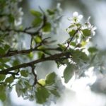 Calvados: the art of making Coquerel Calvados and Normindia Gin - Exploring the Normandy Spirit: A Detailed Look at the Coquerel Tour