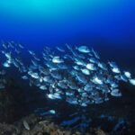 Calvi: Introduction to Diving Dive with an Instructor - The Value of the Experience