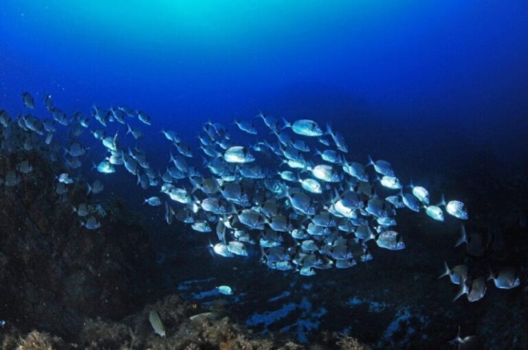 Calvi: Introduction to Diving Dive with an Instructor - The Value of the Experience