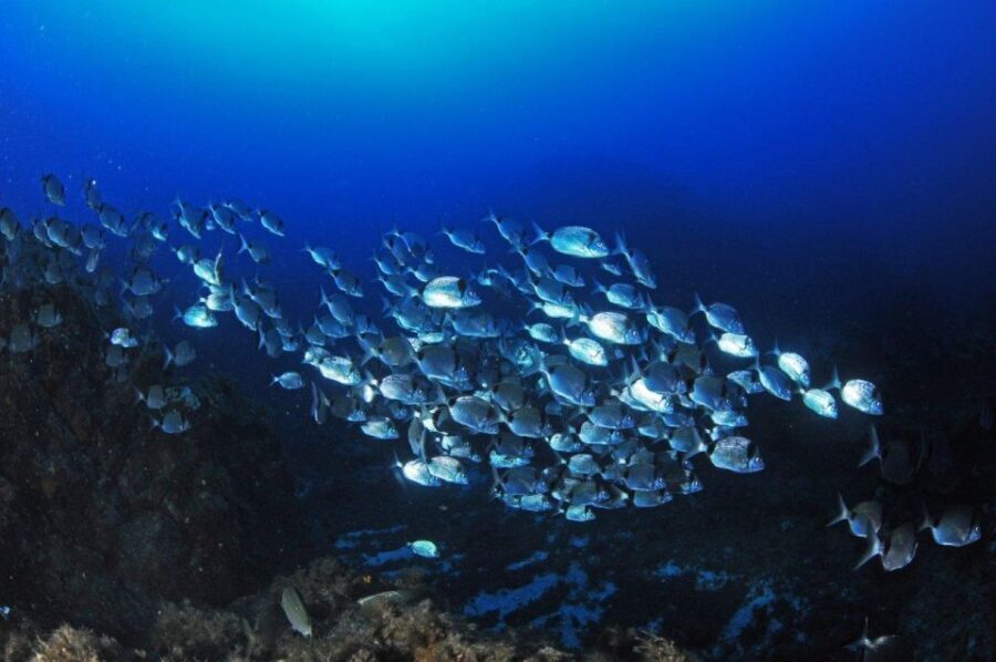 Calvi: Introduction to Diving Dive with an Instructor - The Value of the Experience