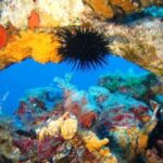 Calvi: PE40 Certificate Diving Lesson with Instructor - The Experience: What It Means for You