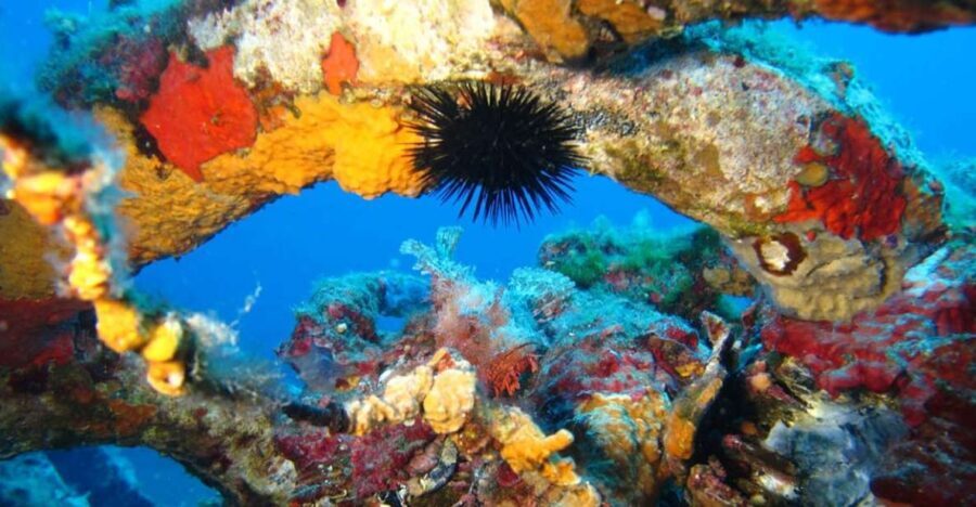 Calvi: PE40 Certificate Diving Lesson with Instructor - The Experience: What It Means for You