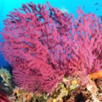 Calvi: Pointe de la Revellata Snorkeling Boat Tour - A Detailed Look at the Calvi: Pointe de la Revellata Snorkeling Tour