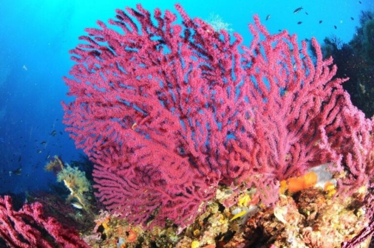 Calvi: Pointe de la Revellata Snorkeling Boat Tour - A Detailed Look at the Calvi: Pointe de la Revellata Snorkeling Tour