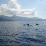 Calvi: Scandola and Piana Guided Boat Tour - The Scenic Highlights: Scandola Reserve and Calanches of Piana