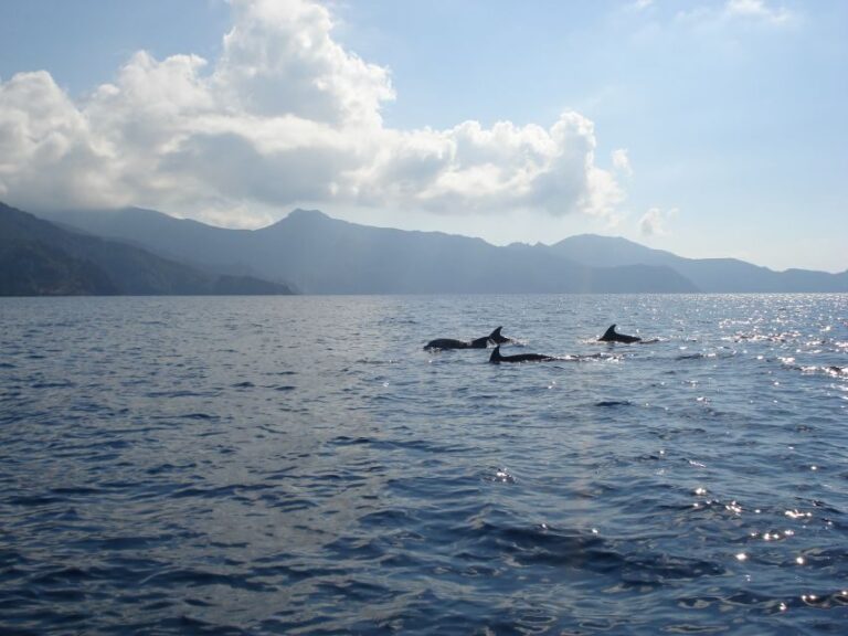 Calvi: Scandola and Piana Guided Boat Tour - The Scenic Highlights: Scandola Reserve and Calanches of Piana