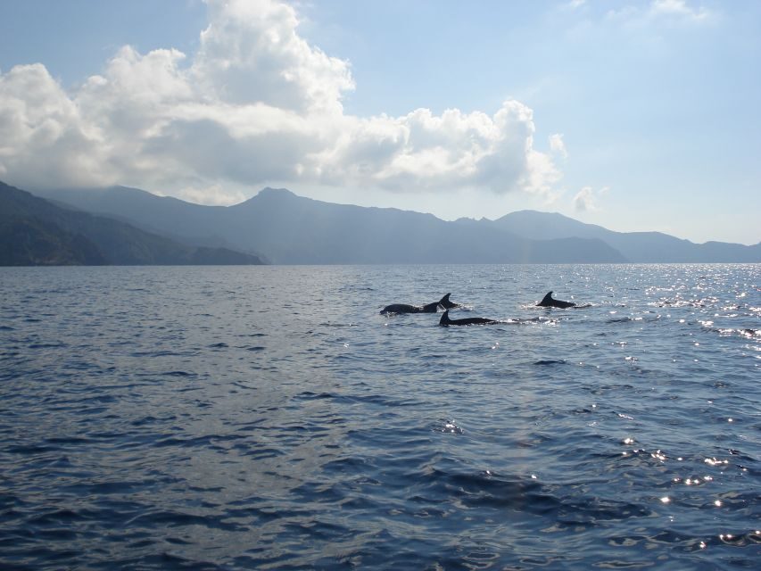 Calvi: Scandola and Piana Guided Boat Tour - The Scenic Highlights: Scandola Reserve and Calanches of Piana