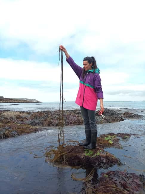 Camaret-sur-mer: Seaweed picking and cooking workshop - Who Is This Tour Best For?