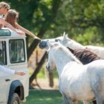 Camargue: Half-Day 4x4 Guided Safari Adventure - The Sum Up: Who Is This Tour For?