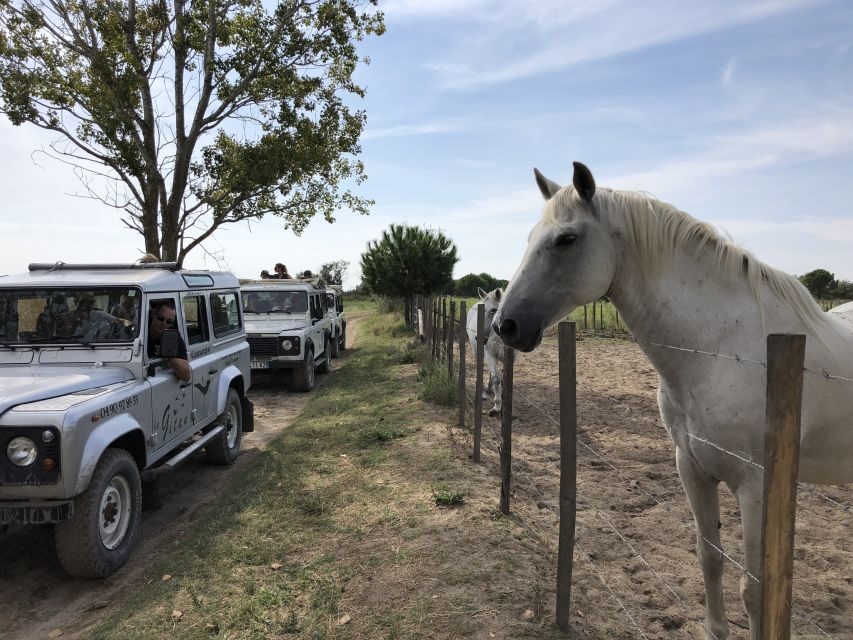 Camargue: Safari from Saintes-Maries-de-la-Mer - Who Should Consider This Tour?