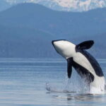 Campbell River: 4 Hour Whale & Wildlife Zodiac Boat Tour - What the reviews tell us