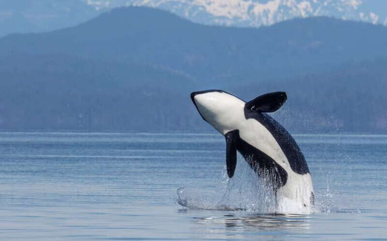 Campbell River: 4 Hour Whale & Wildlife Zodiac Boat Tour - What the reviews tell us
