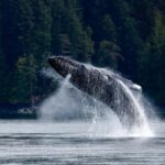 Campbell River: 6 Hour Covered Whale Watching Tour w/ Lunch - Authentic Insights from Reviews