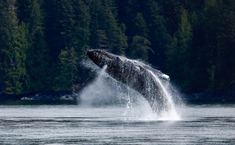 Campbell River: 6 Hour Zodiac Whale Watching Tour w/ Lunch