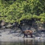 Campbell River: 7-Hour Big Animal Encounter Boat Tour - Who Will Love This Tour?