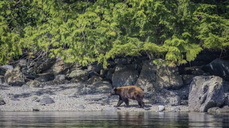 Campbell River: 7-Hour Big Animal Encounter Boat Tour - Who Will Love This Tour?