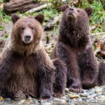 Campbell River: Full-Day Grizzly Bear Tour With Lunch - Why This Tour Offers Real Value