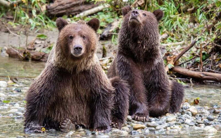 Campbell River: Full-Day Grizzly Bear Tour With Lunch - Why This Tour Offers Real Value