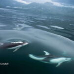 Campbell River: Salish Sea Whale Watching Adventure - Final Thoughts