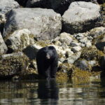 Campbell River: Spring Bear Watching & Waterfalls Boat Tour - Why This Tour Offers Great Value