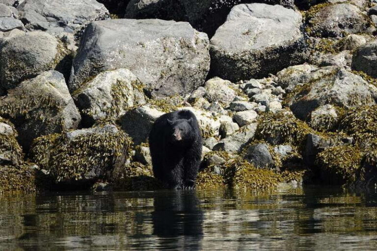 Campbell River: Spring Bear Watching & Waterfalls Boat Tour - Why This Tour Offers Great Value