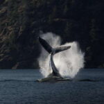 Campbell River: Whale Watching and Wildlife Viewing Day Tour - Who Will Love This Tour?