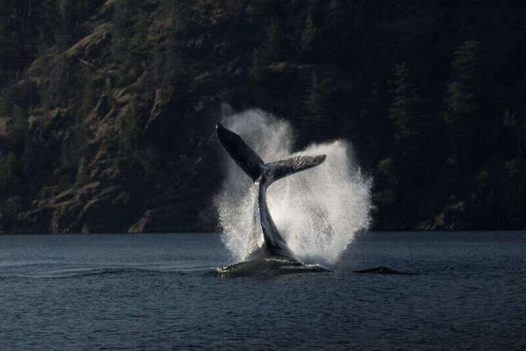 Campbell River: Whale Watching and Wildlife Viewing Day Tour - Who Will Love This Tour?