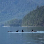 Campbell River: Whale Watching Cruise with Lunch - What Travelers Say