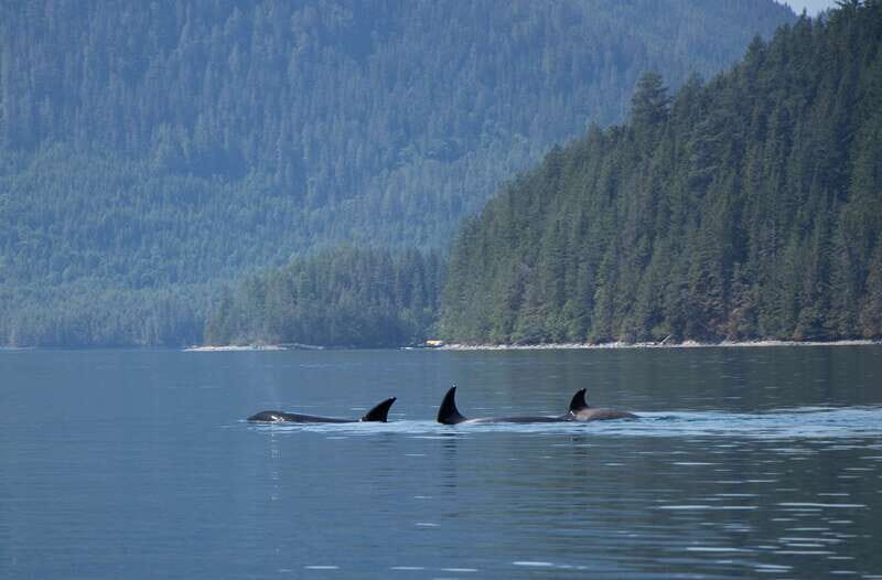 Campbell River: Whale Watching Cruise with Lunch - What Travelers Say
