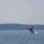 Campbell River: Whale & Wildlife Discovery Cruise - What to Expect in Detail