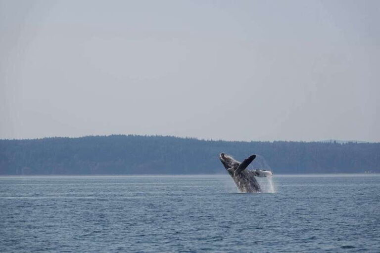 Campbell River: Whale & Wildlife Discovery Cruise - What to Expect in Detail