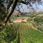 Camporeale: Sallier de La Tour Wine Discovery Tour - The Experience in Detail