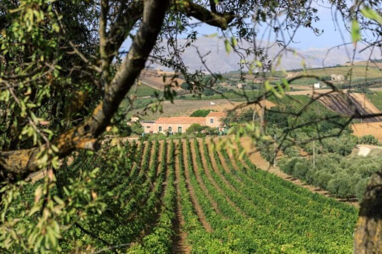 Camporeale: Sallier de La Tour Wine Discovery Tour - The Experience in Detail