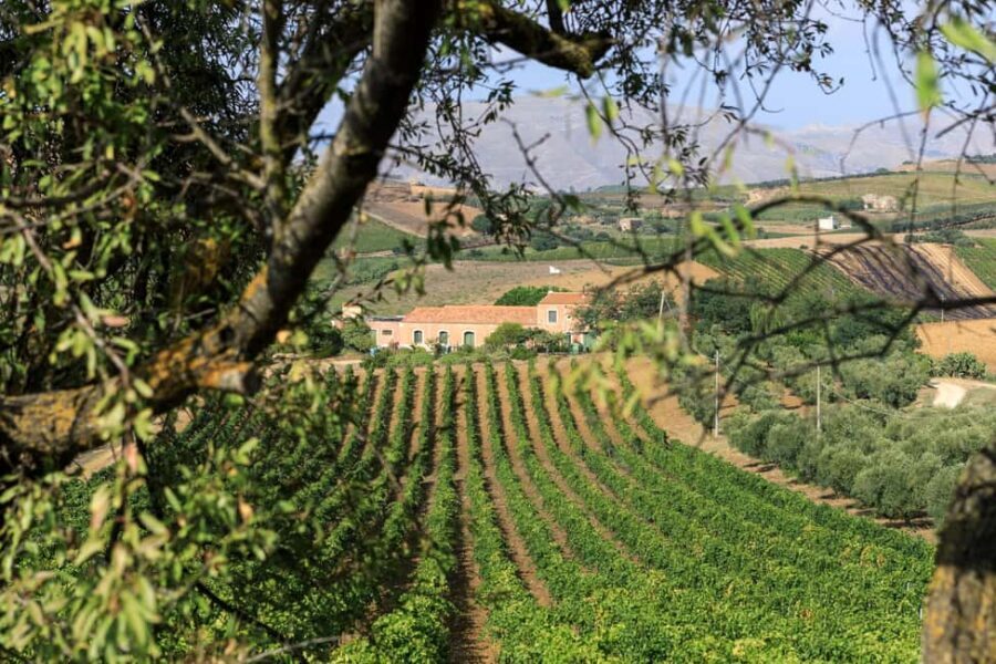 Camporeale: Sallier de La Tour Wine Discovery Tour - The Experience in Detail