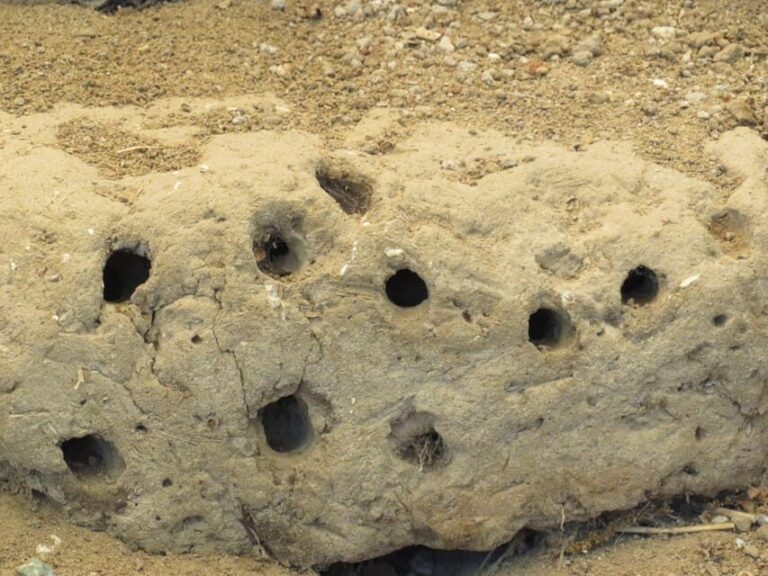 Canakkale: Full-Day Ancient Troy and Museum of Troy Tour - A Detailed Look at the Tour Experience