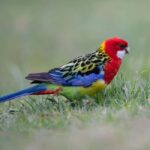 Canberra: Nature Tour with Lunch - A Closer Look at the Experience