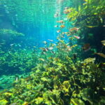 Cancun 2 Cenote Dives: The Pit + Nicte Ha - Certified Divers - Making the Most of Your Experience