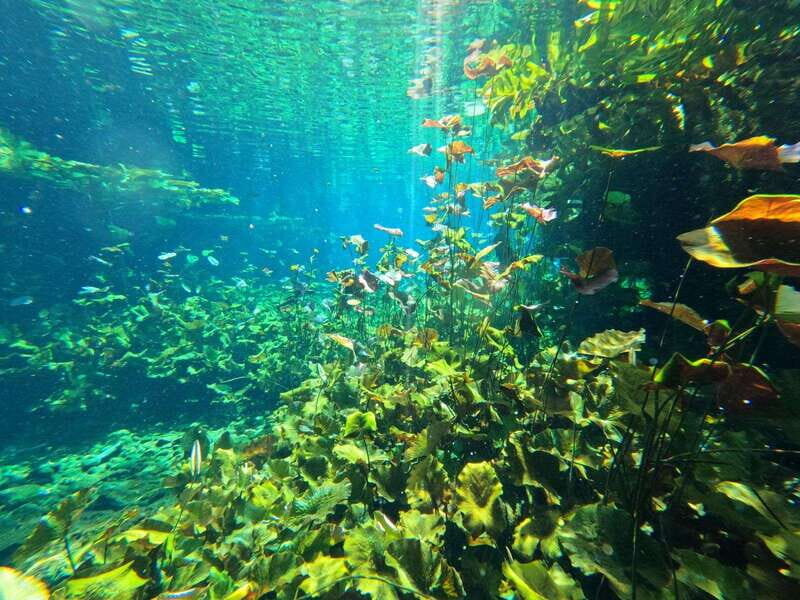 Cancun 2 Cenote Dives: The Pit + Nicte Ha - Certified Divers - Making the Most of Your Experience