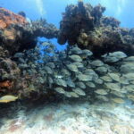 Cancun: 2 Reef Dives at Punta Cancun for Certified Divers - What Travelers Say