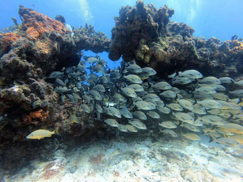 Cancun: 2 Reef Dives at Punta Cancun for Certified Divers - What Travelers Say