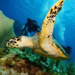 CANCUN: 2T REEF DIVES FOR CERTIFIED DIVERS - Why This Tour Works for You
