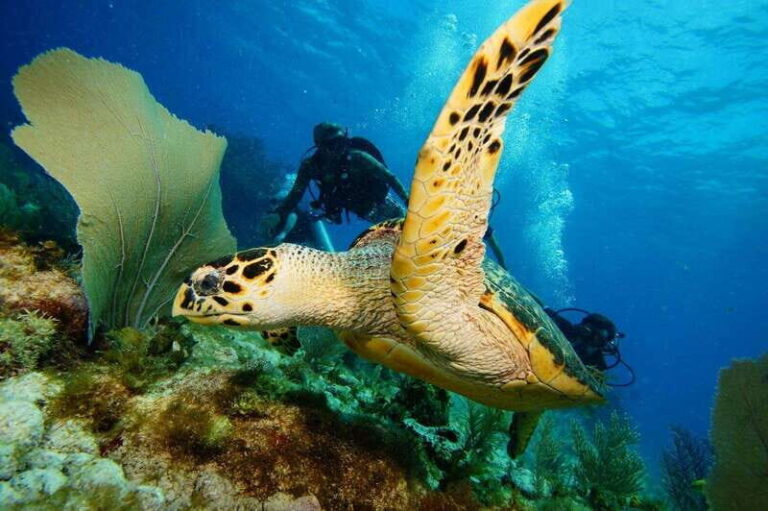 CANCUN: 2T REEF DIVES FOR CERTIFIED DIVERS - Why This Tour Works for You