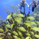 Cancun: Cancun Cenote Tour & Snorkeling - A Deep Dive Into the Cancun Cenote Tour & Snorkeling Experience