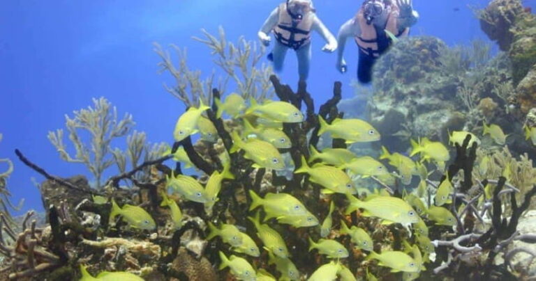 Cancun: Cancun Cenote Tour & Snorkeling - A Deep Dive Into the Cancun Cenote Tour & Snorkeling Experience