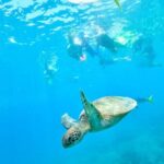 Cancun: Explore Tulum, swim with turtles, cenote, and snorkel in caves - A Closer Look at the Tour Experience