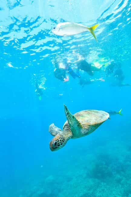 Cancun: Explore Tulum, swim with turtles, cenote, and snorkel in caves - A Closer Look at the Tour Experience